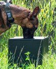 A U.S. Air Force military working dog sniffs an improvised explosive device sample for training.