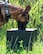 A U.S. Air Force military working dog sniffs an improvised explosive device sample for training.
