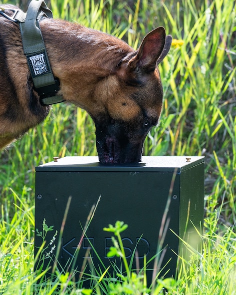 A U.S. Air Force military working dog sniffs an improvised explosive device sample for training.