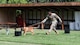 A U.S. Air Force military working dog handler and his dog conduct training lane procedures by having the dog sniff out explosive substance samples.