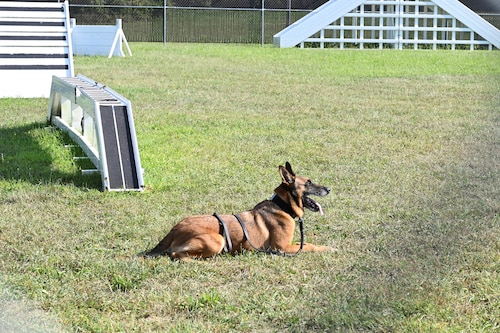 MWD Bulit waits for instruction from his handler during a K-9 demonstration.