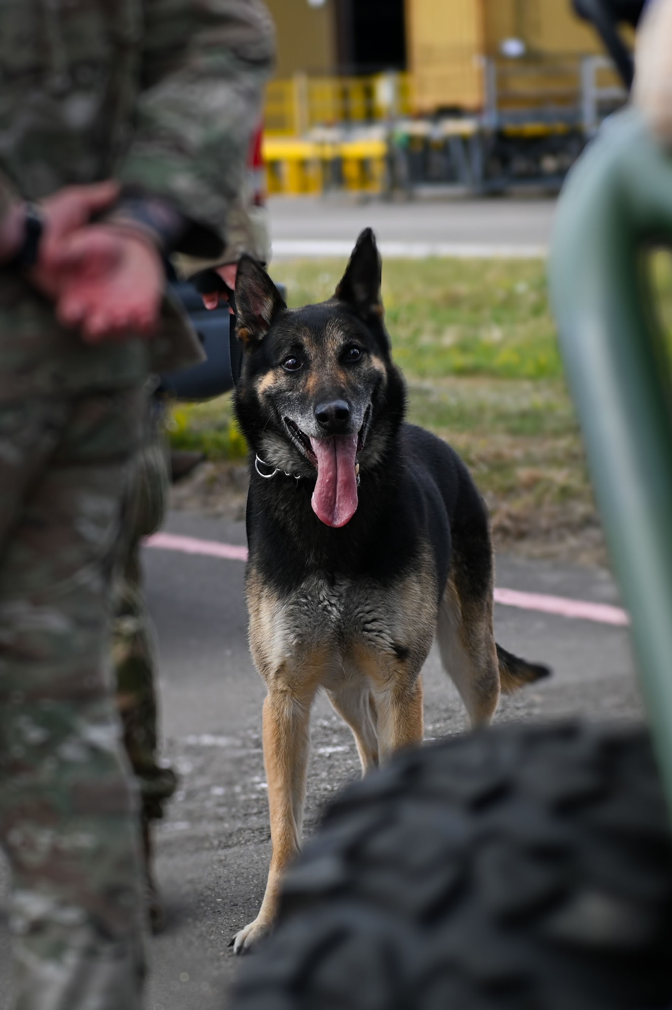 U.S. Air Force military working dog Vantor, 100th Security Forces Squadron, stands ready to demonstrate his skills during the 100th Air Refueling Wing’s Key Leader Engagement Day on RAF Mildenhall, England, Aug. 14, 2025.