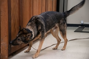 Dog sniffs items