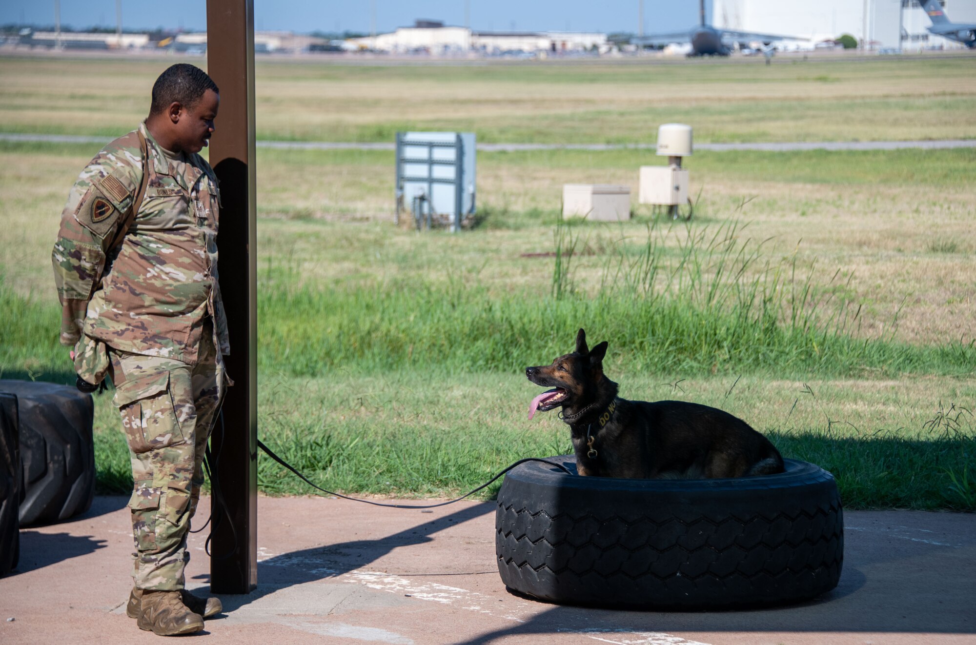 person leads a dog