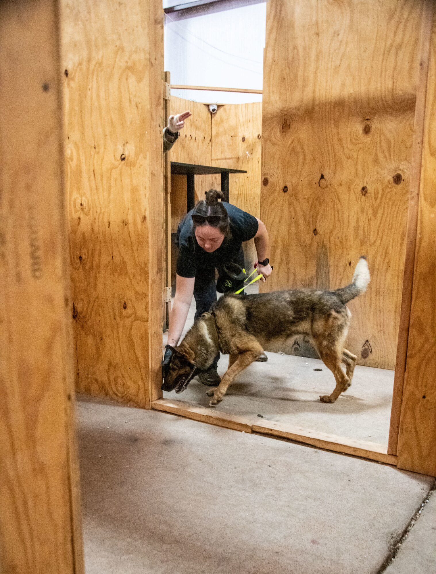 person leads a dog