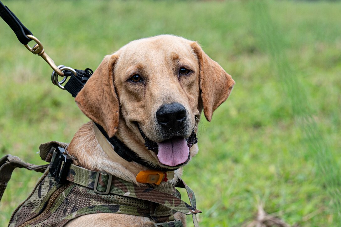 A Panamanian bomb-detection K-9 waits for hoist training during PANAMAX-Alpha Phase I, at Cerro Tigre, Panama, July 15, 2025. PANAMAX is a joint exercise designed to enhance interoperability among participating nations and strengthen their ability to conduct multinational operations, particularly to defend the Panama Canal. (U.S. Air Force photo by Staff Sgt. Sadie Colbert)