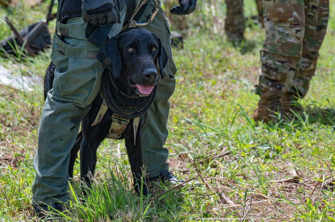 A Panamanian bomb-detection K-9 waits under his handler for hoist training during PANAMAX-Alpha Phase I, at Cerro Tigre, Panama, July 15, 2025. PANAMAX is a joint exercise designed to enhance interoperability among participating nations and strengthen their ability to conduct multinational operations, particularly to defend the Panama Canal. (U.S. Air Force photo by Staff Sgt. Sadie Colbert)