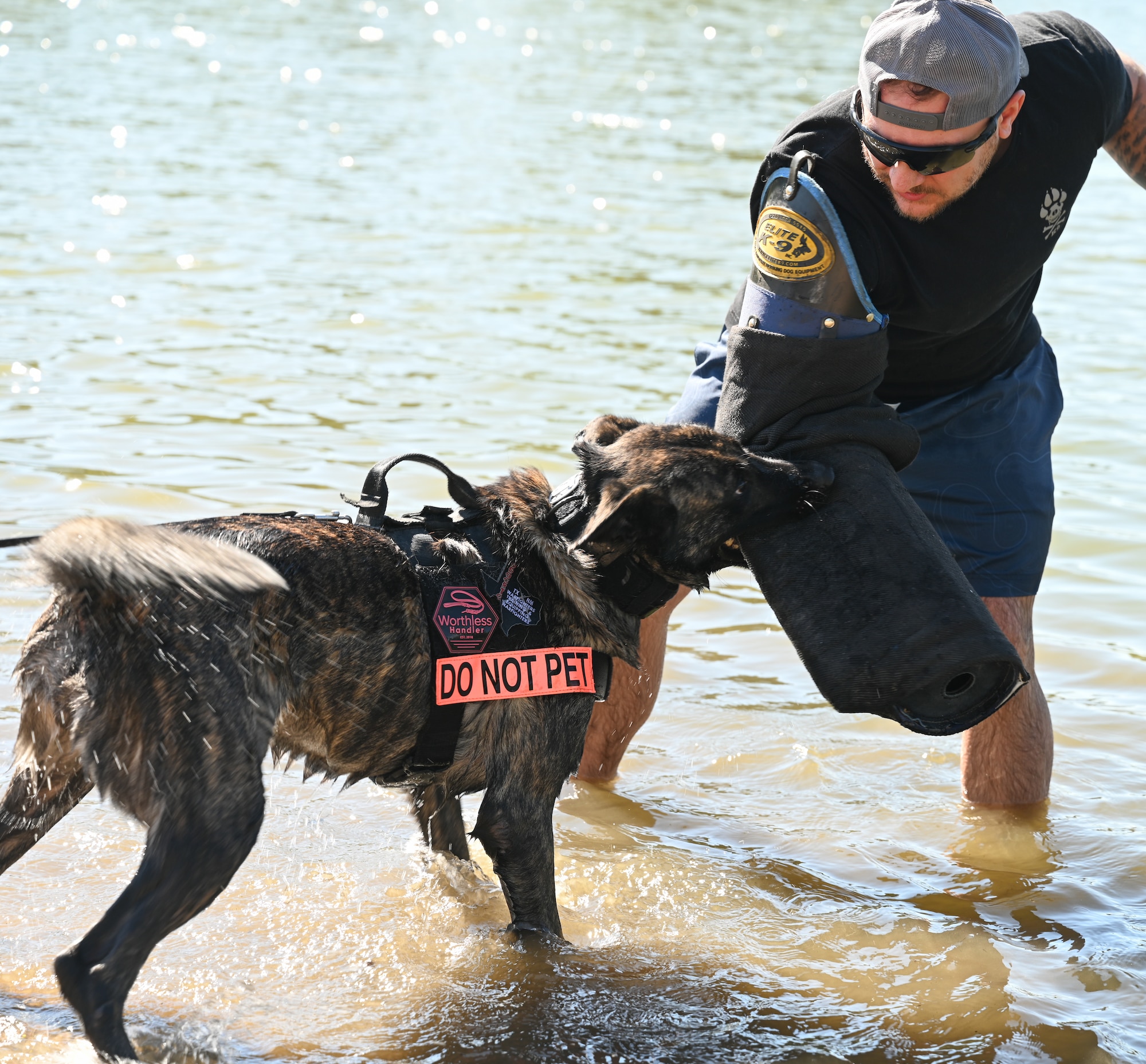 Stieffel trains Bodza while in the water with the protective gauntlet.