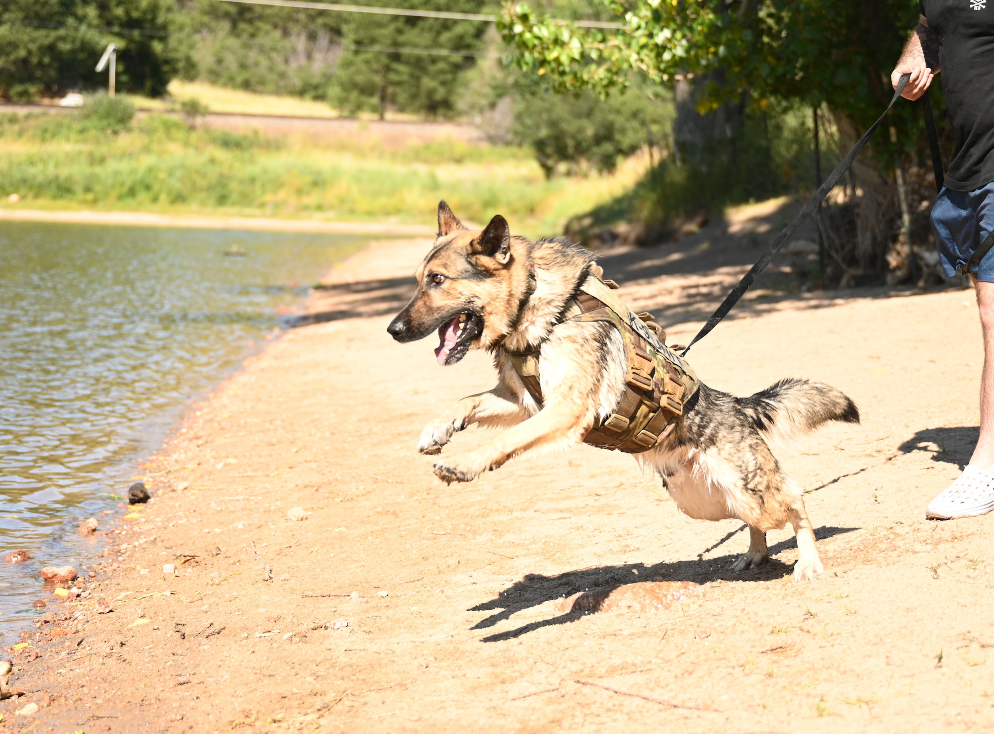 Csopi is running toward the trainer that is currently in the water.