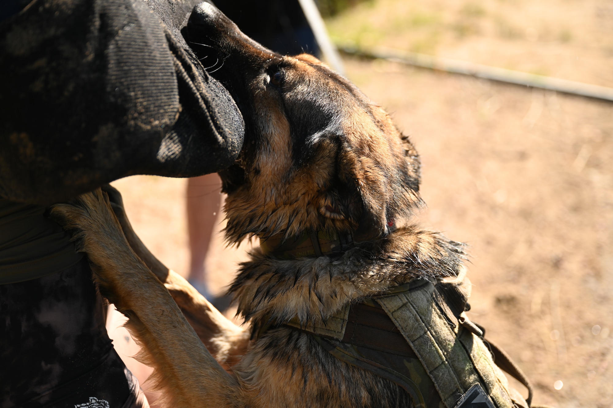 Csopi is currently biting the protective gauntlet while out of the water.
