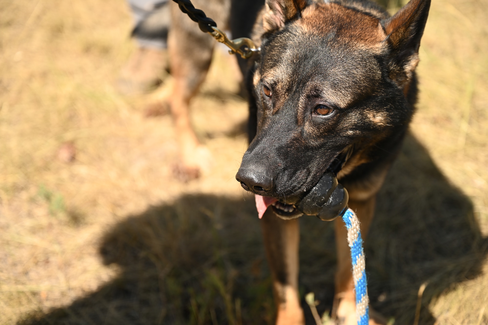 Blato got rewarded with a toy after successfully accomplishing a training event.