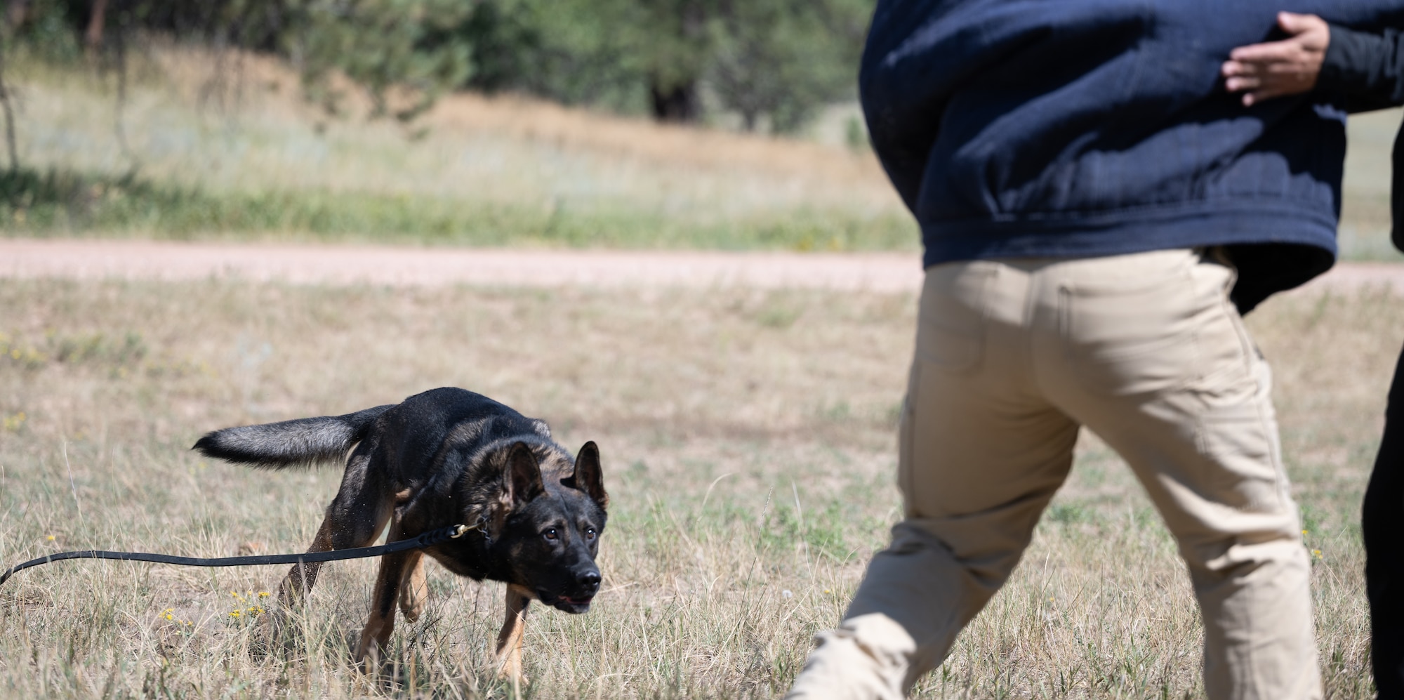 Blato is triggered as trained to charge a participant wearing a decoy suit.