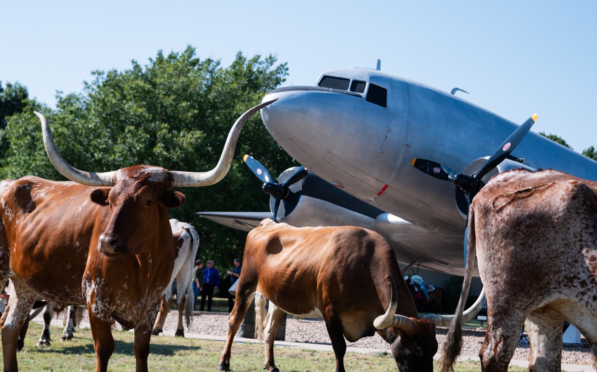 Cattle graze by a static display during the 27th Annual Cattle Drive at Altus Air Force Base, Oklahoma, Aug. 21, 2025. During the cattle drive base commanders, local ranchers and the Great Plains Stampede Rodeo team get the opportunity to herd a group of longhorn cattle throughout the base. (U.S. Air Force photo by Tech. Sgt. Hailey Haux)