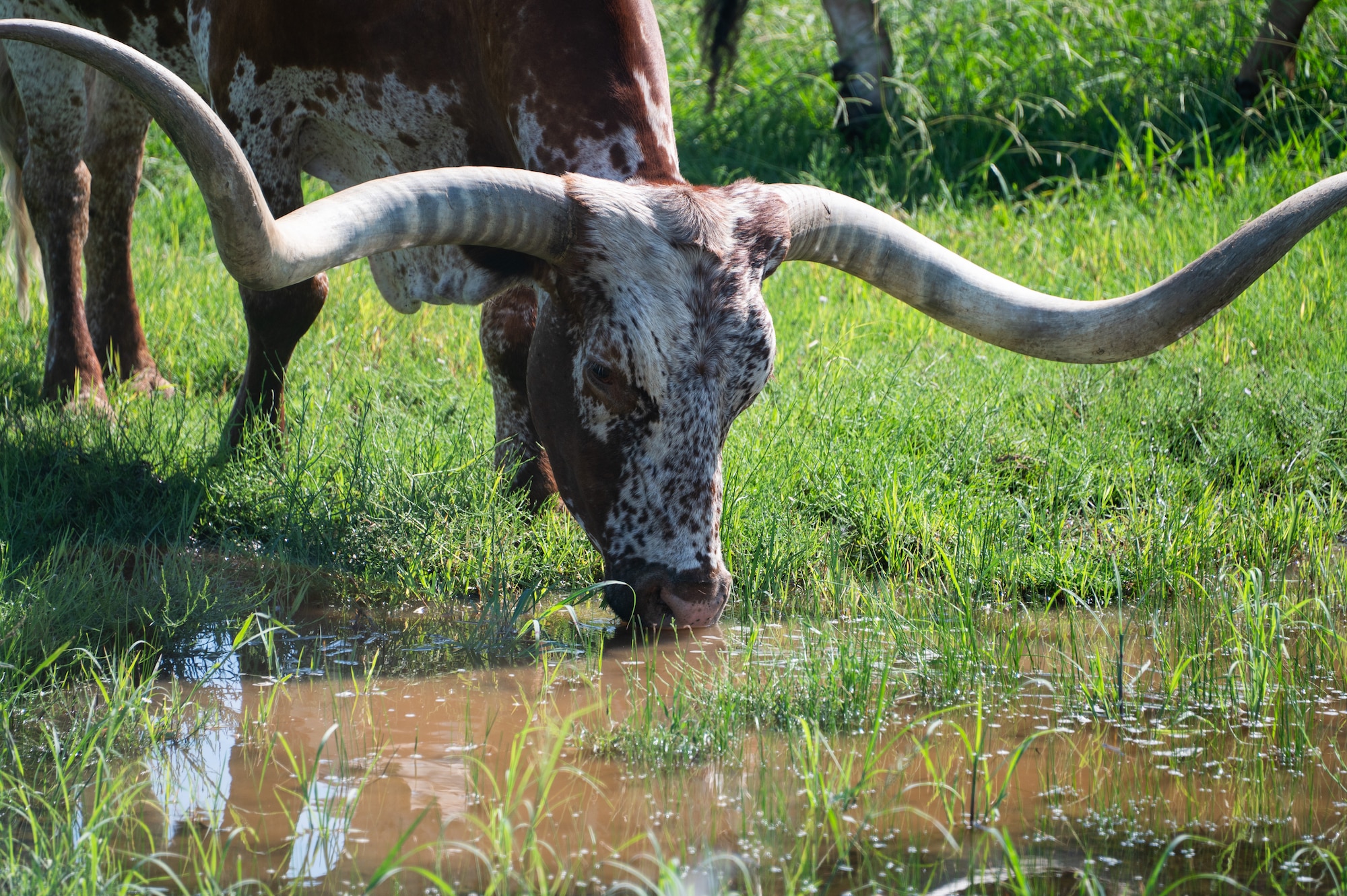 A Texas Longhorn takes a water break during the 27th Annual Cattle Drive at Altus Air Force Base, Oklahoma, Aug. 21, 2025. During the Cattle Drive, the riders and their cattle stopped in front of the Child Development Center where Airmen and their families got the chance to see, touch and interact with the southwestern animals. (U.S. Air Force photo by Tech. Sgt. Hailey Haux)