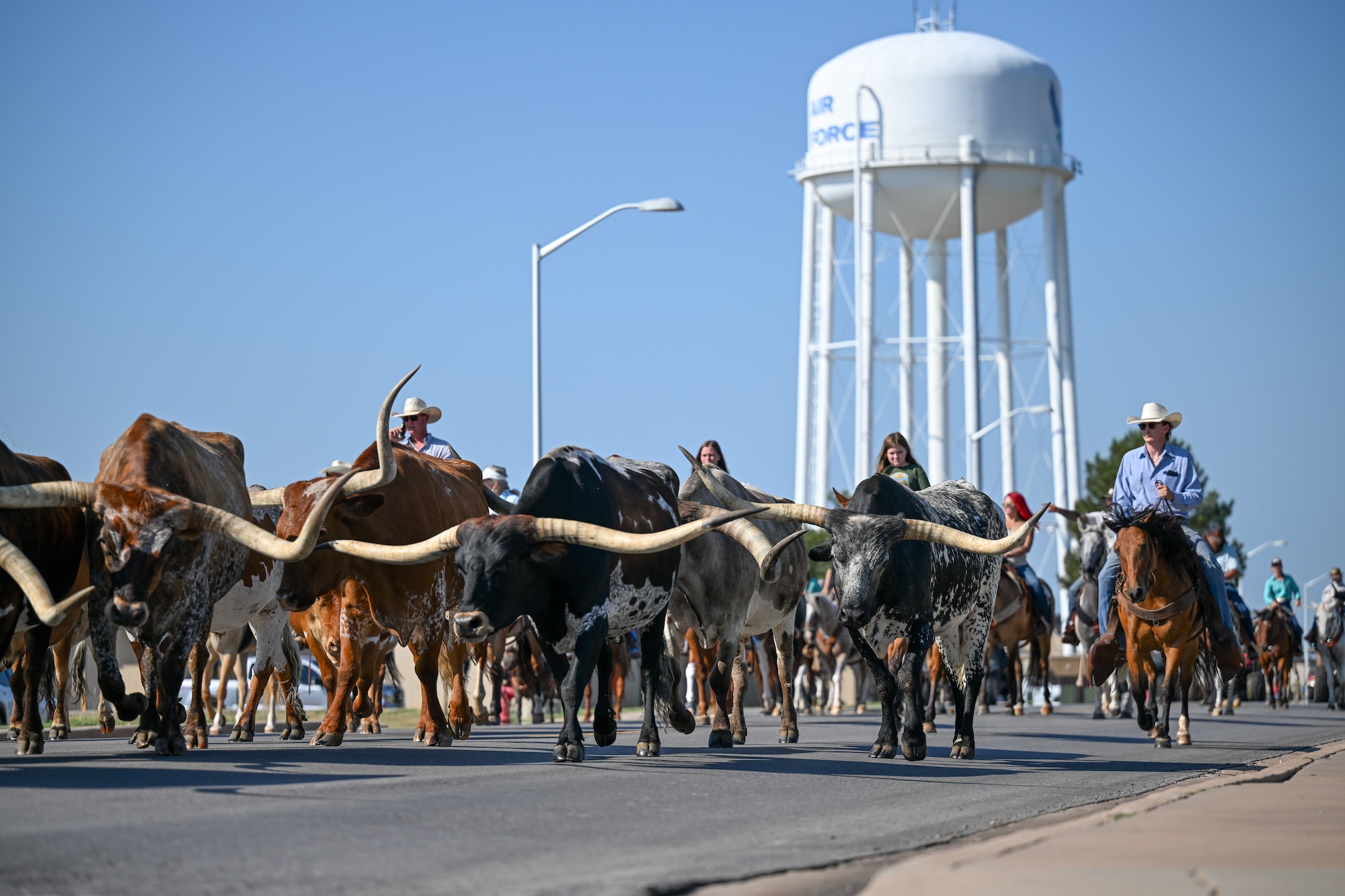 Cattle walk along the road during the 2025 Cattle Drive at Altus Air Force Base (AFB), Oklahoma, Aug. 21, 2025. The first Altus AFB Cattle Drive was held in 1999 with 15 riders and a herd of roughly 30 longhorn cattle parading through the streets of Altus AFB and has been a tradition ever since. (U.S. Air Force photo by Airman 1st Class Nathan Langston)