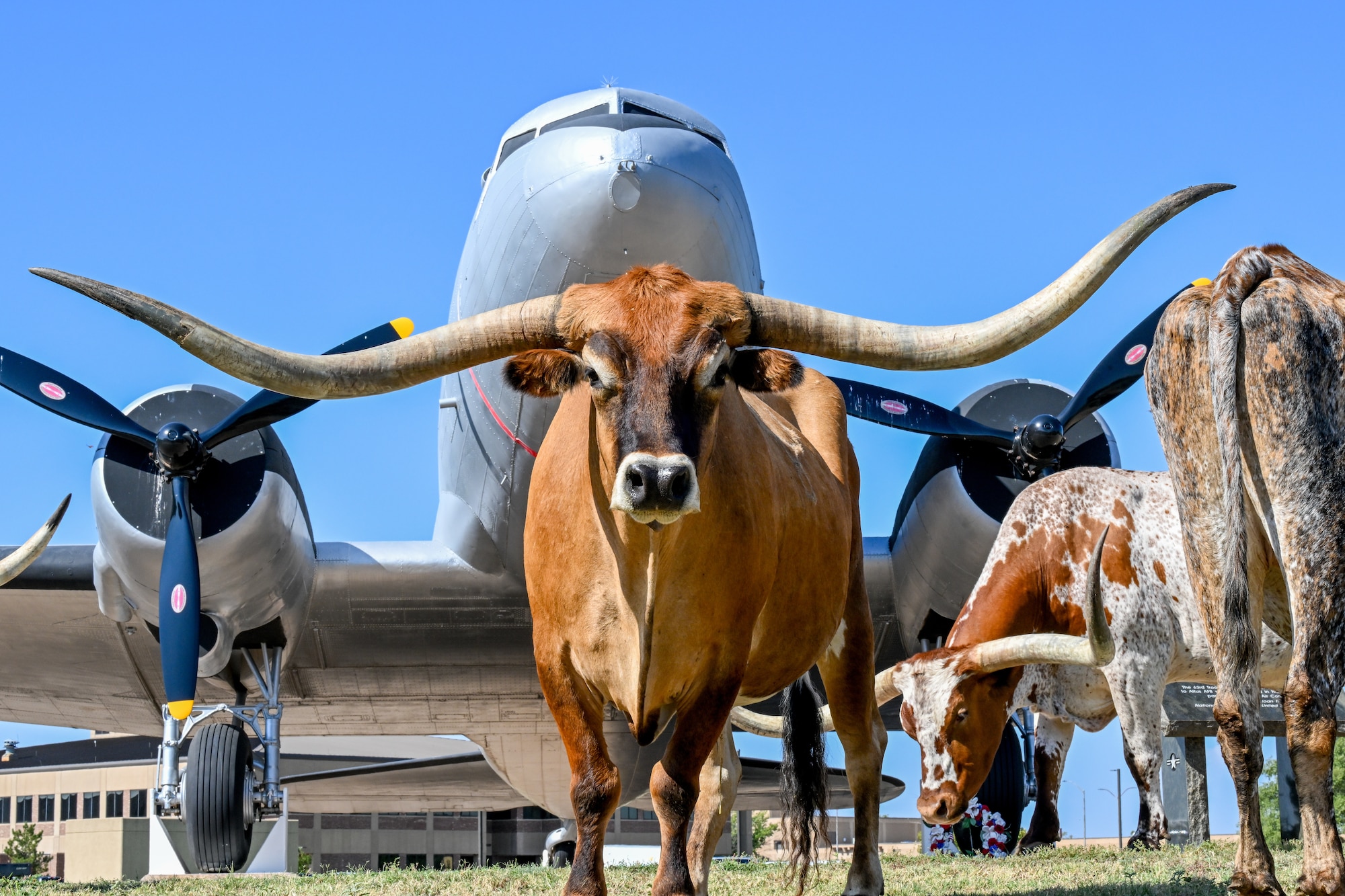 A longhorn cow stands in front of a C-47 Skytrain aircraft display during the 2025 Cattle Drive at Altus Air Force Base, Oklahoma, Aug. 21, 2025. The Cattle Drive is an event that celebrates a 27 year old tradition between Airmen and local ranchers. (U.S. Air Force photo by Airman 1st Class Nathan Langston)