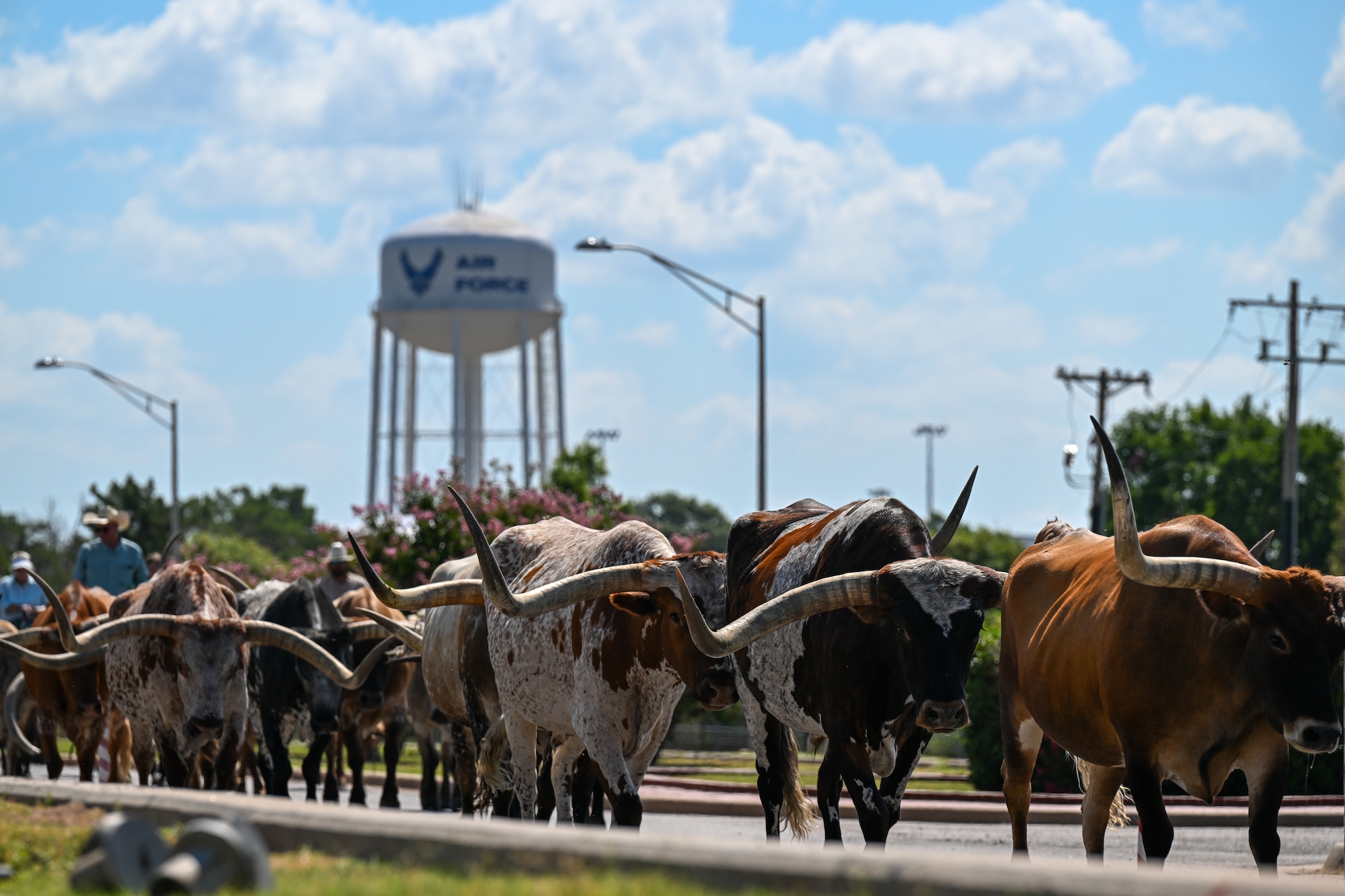 Cattle walk along the exit road during the 2025 Cattle Drive at Altus Air Force Base, Oklahoma, Aug. 21, 2025. The cattle are guided approximately three and a half miles around the base, where Airmen and families are able to watch the longhorn cattle and horses. (U.S. Air Force photo by Airman 1st Class Nathan Langston)