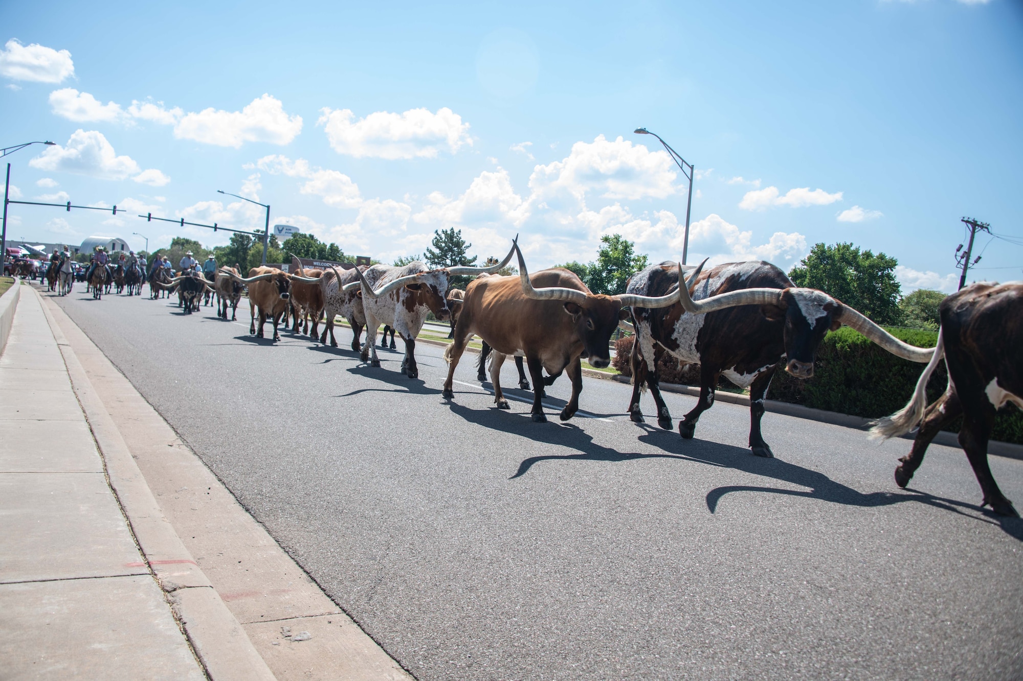 Local ranchers herd cattle through Altus Air Force Base (AFB), Oklahoma, during the 27th Annual Cattle Drive at Altus Air Force Base, Oklahoma, Aug. 21, 2025. Wing leaders and community members guided cattle around Altus AFB on horseback as part of the annual tradition. (U.S. Air Force photo by Staff Sgt. Cody Dowell)