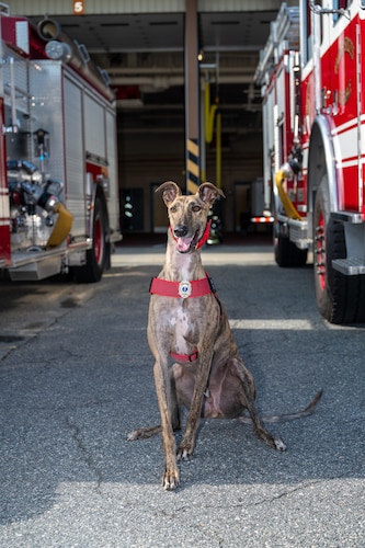 Image of service dog sitting outside of fire station.
