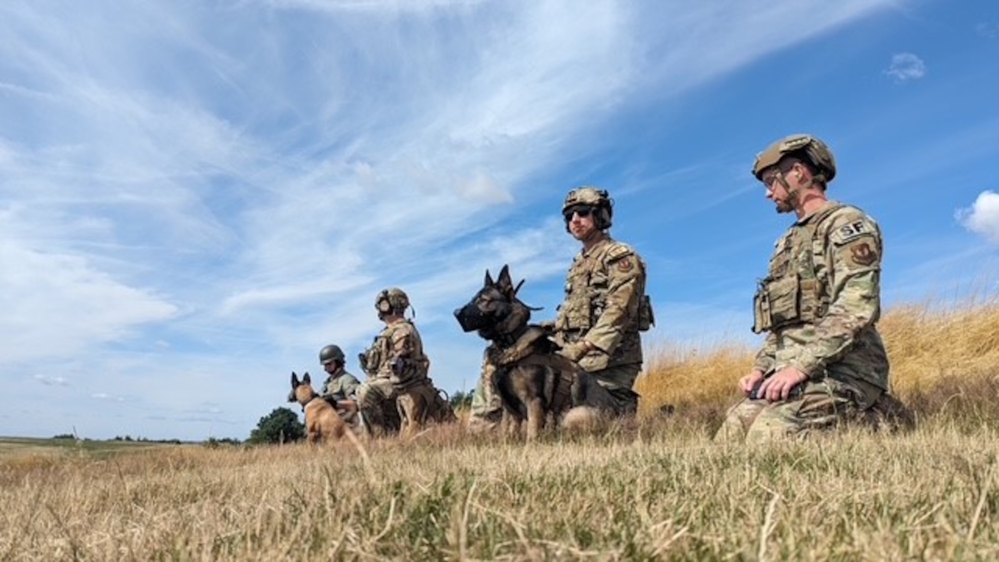 people sit in a grass field with dogs