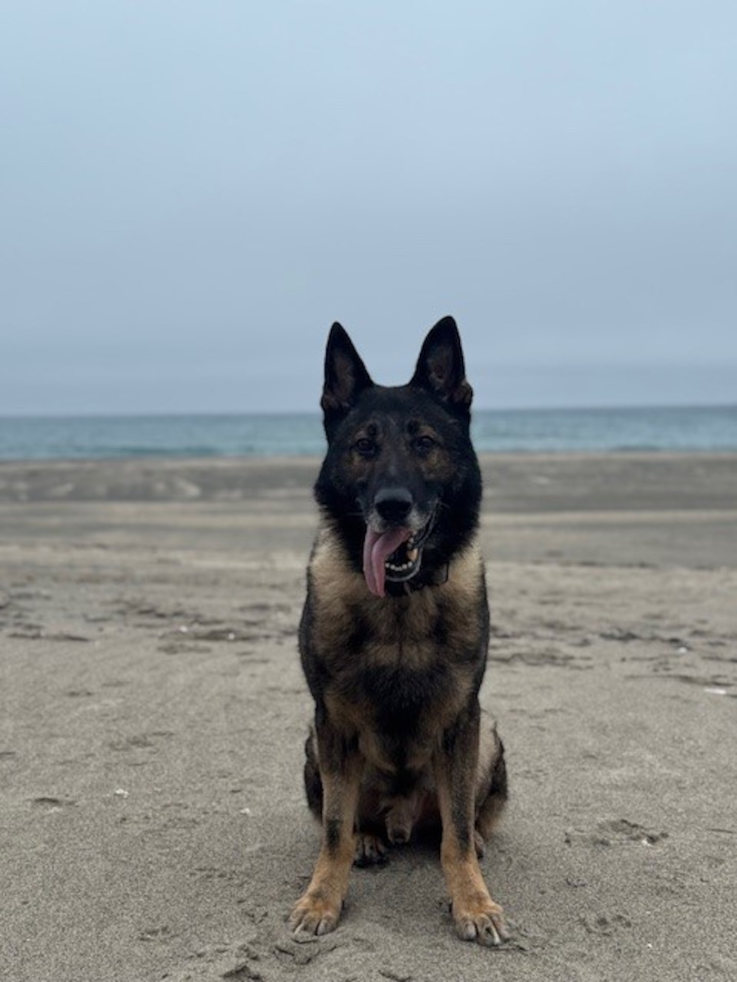 a dog sits on a beach
