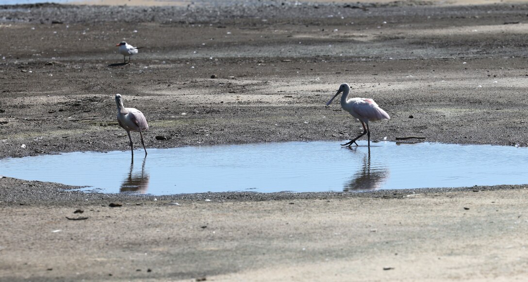Picture of birds in a puddle.