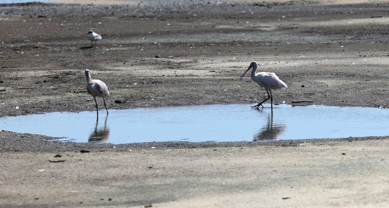 Picture of birds in a puddle.