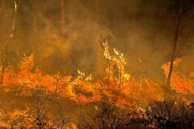 A wildfire destroys trees, brush, and ground cover during the Michaux State Forest fire that lasted for several days and destroyed approximately 2,700 acres.