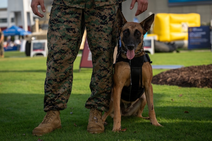 A retired police dog poses for a photo at Centennial Olympic Park in Atlanta, Georgia during Marine Week Atlanta, Aug. 30, 2025. Marines stationed across the globe commemorate the 250th anniversary of the Marine Corps, honoring a distinguished legacy of service, sacrifice, and unwavering fidelity to both the nation and the Corps. (U.S. Marine Corps photo by Sgt. Alexis French)