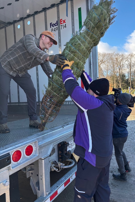 A man, standing in the back of a delivery truck, hands a tree to another man.