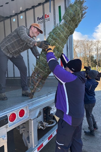 A man, standing in the back of a delivery truck, hands a tree to another man.
