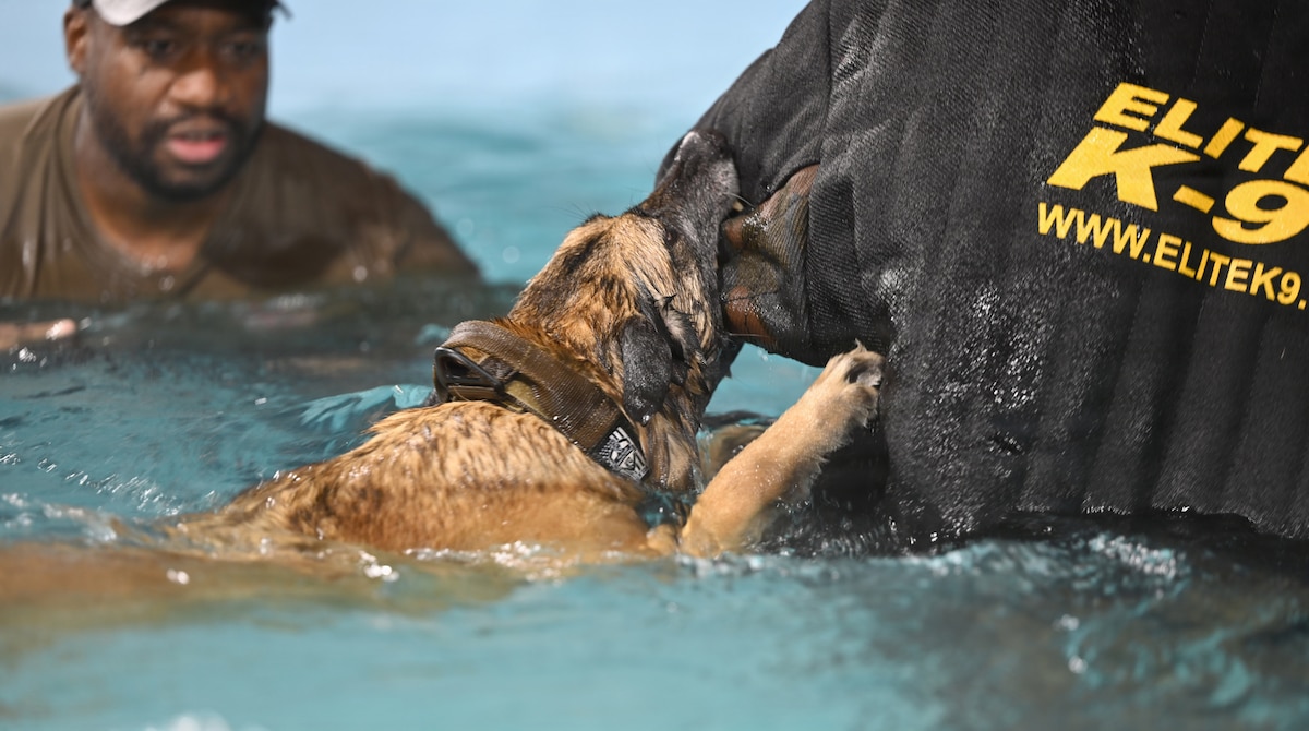 U.S. Air Force Staff Sgt. Julian Benjamin, left, 100th Security Forces Squadron military working dog trainer, watches MWD Uta as she bites on a suit worn by Staff Sgt. Cameron Gilbert, 100th SFS MWD handler, during water confidence training in a pool at RAF Mildenhall, England, Nov. 12, 2025. This was the first time this type of training has been conducted at RAF Mildenhall and the tri-base area, and the goal is to build confidence in the working dogs, so they are able to conduct operational tasks while in the water. The training strengthens the overall readiness and force projection capability through building MWDs’ confidence in the water, preparing these vital assets to operate in unpredictable terrain across U.S. Air Forces in Europe-Air Forces Africa and bolster the 100th Air Refueling Wing’s ability to forward-deploy in austere environments.