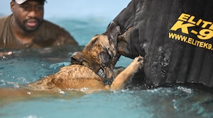 U.S. Air Force Staff Sgt. Julian Benjamin, left, 100th Security Forces Squadron military working dog trainer, watches MWD Uta as she bites on a suit worn by Staff Sgt. Cameron Gilbert, 100th SFS MWD handler, during water confidence training in a pool at RAF Mildenhall, England, Nov. 12, 2025. This was the first time this type of training has been conducted at RAF Mildenhall and the tri-base area, and the goal is to build confidence in the working dogs, so they are able to conduct operational tasks while in the water. The training strengthens the overall readiness and force projection capability through building MWDs’ confidence in the water, preparing these vital assets to operate in unpredictable terrain across U.S. Air Forces in Europe-Air Forces Africa and bolster the 100th Air Refueling Wing’s ability to forward-deploy in austere environments.