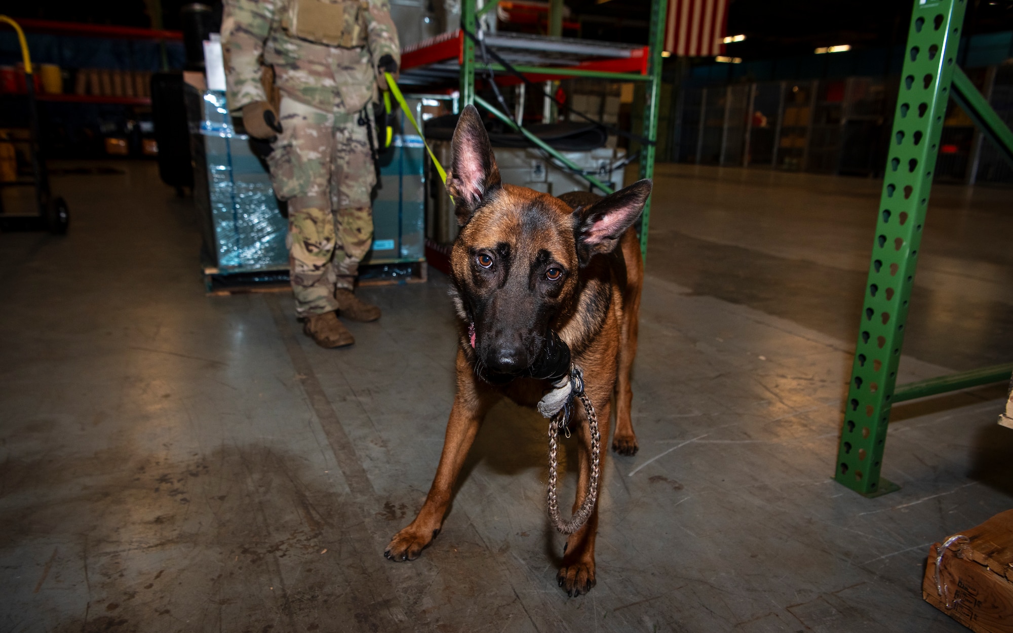 Tako, 436th Security Forces Squadron military working dog, chews on a toy after successfully identifying a canister of narcotics in a training environment on Dover Air Force Base, Delaware, Oct. 15, 2025. The 436th Security Forces Squadron Military Working Dog Handlers conducted training with a new iteration of training devices, called a Narcotics Printed Protection Enclosure (NPPE). These devices were designed to protect the tins the narcotics are housed in, allowing for enhanced training while reducing damages and associated costs. (U.S. Air Force photo by Staff Sgt. Noah D. Coger)