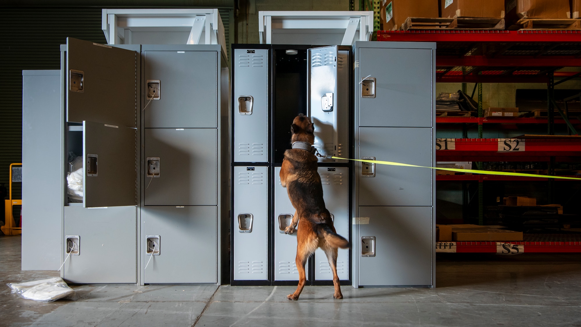 Tako, 436th Security Forces Squadron military working dog, searches for potential narcotics in a training environment on Dover Air Force Base, Delaware, Oct. 15, 2025. For the past year, the Joint Military Working Dog Laboratory have been modifying prototypes of a protective case for narcotic training aids called a Narcotics Printed Protection Enclosure (NPPE). They have outfitted these NPPEs with modifications like magnets and upgraded ventilation for scent detection, expanding training possibilities. (U.S. Air Force photo by Staff Sgt. Noah D. Coger)