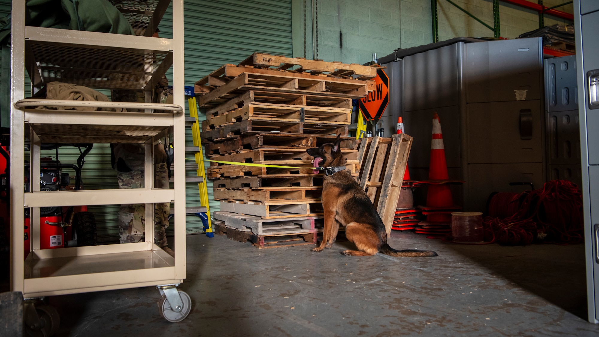 Tako, 436th Security Forces Squadron military working dog, sits after identifying a canister of narcotics in a training environment on Dover Air Force Base, Delaware, Oct. 15, 2025. The Joint Military Working Dog Laboratory within the Forensic Toxicology Department at the Armed Forces Medical Examiner System has already developed several iterations of a 3D printed casing, which they are calling a Narcotics Printed Protection Enclosure (NPPE), that not only offers greater protection but has the potential to expand training possibilities. These developments also help give the kennels and their handlers piece of mind, knowing that they can conduct their training without having to worry about damaging the aids inside the NPPEs. (U.S. Air Force photo by Staff Sgt. Noah D. Coger)