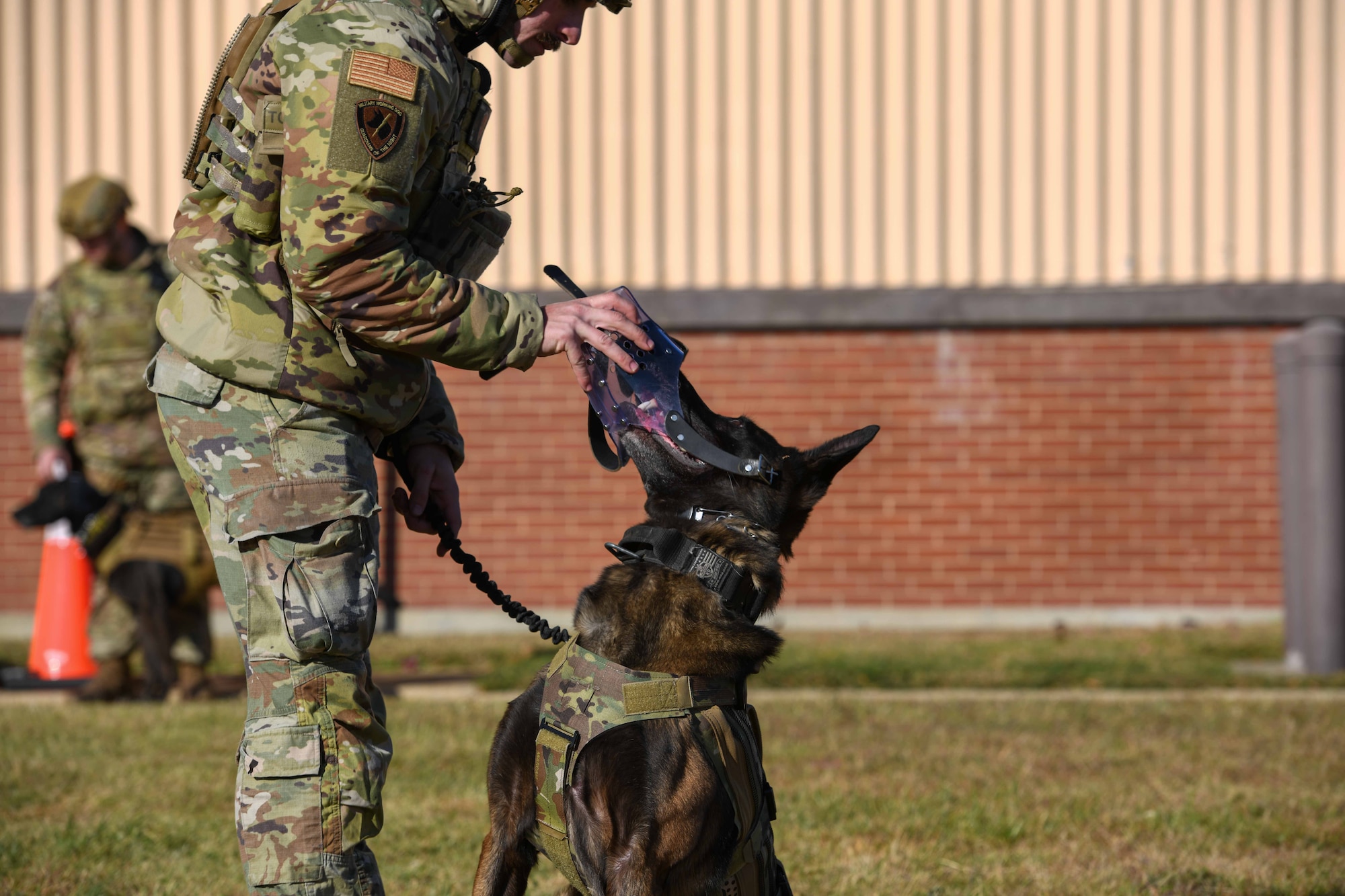 Trainer puts muzzle on dog.