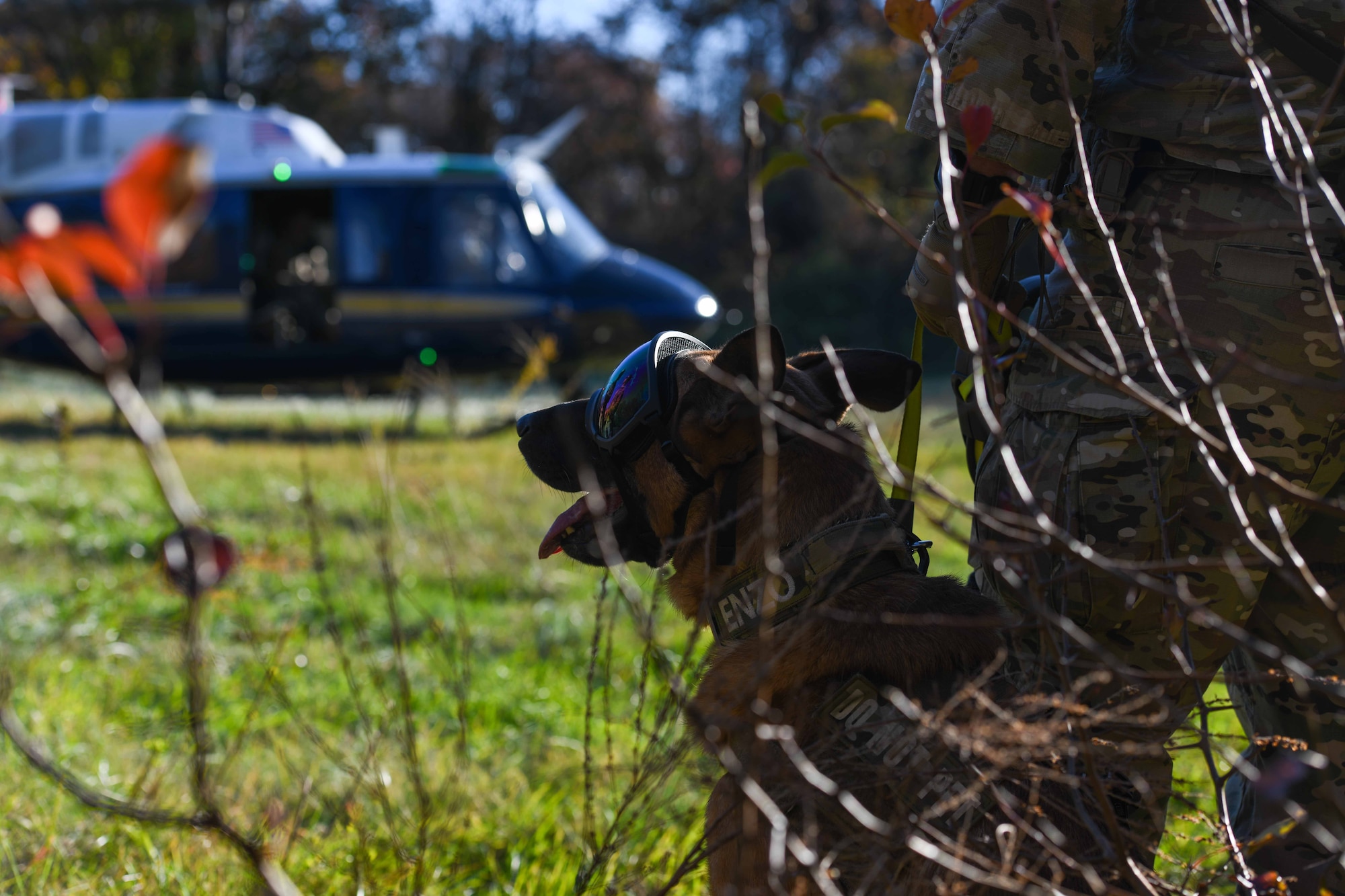 Dog waits to board helicopter