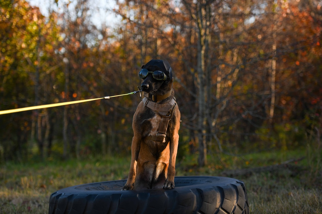 Dog stands on tire