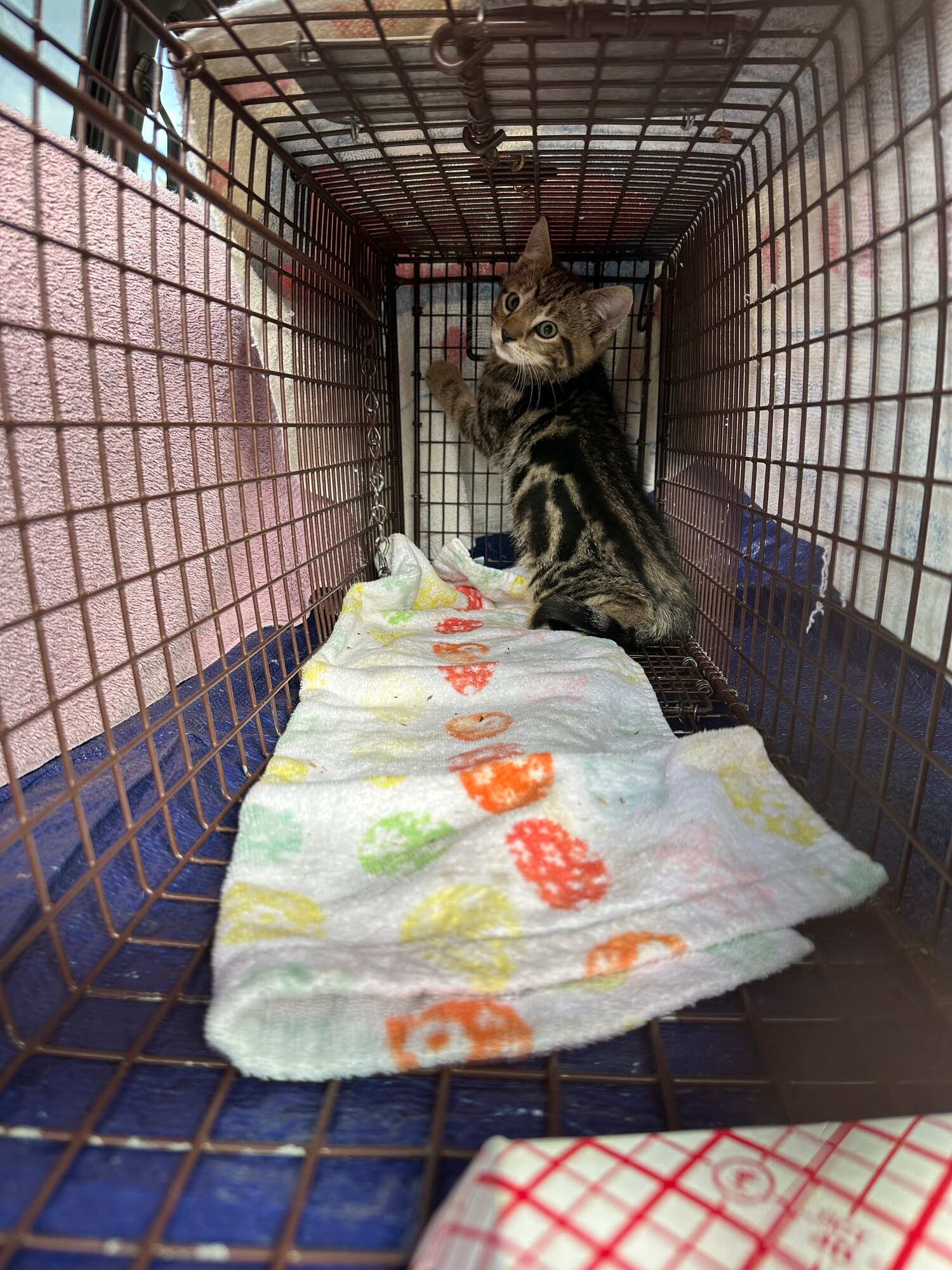 A recently captured kitten is transported to get fixed during a Trap-Neuter-Release by Capt. Alexandria Beckett.