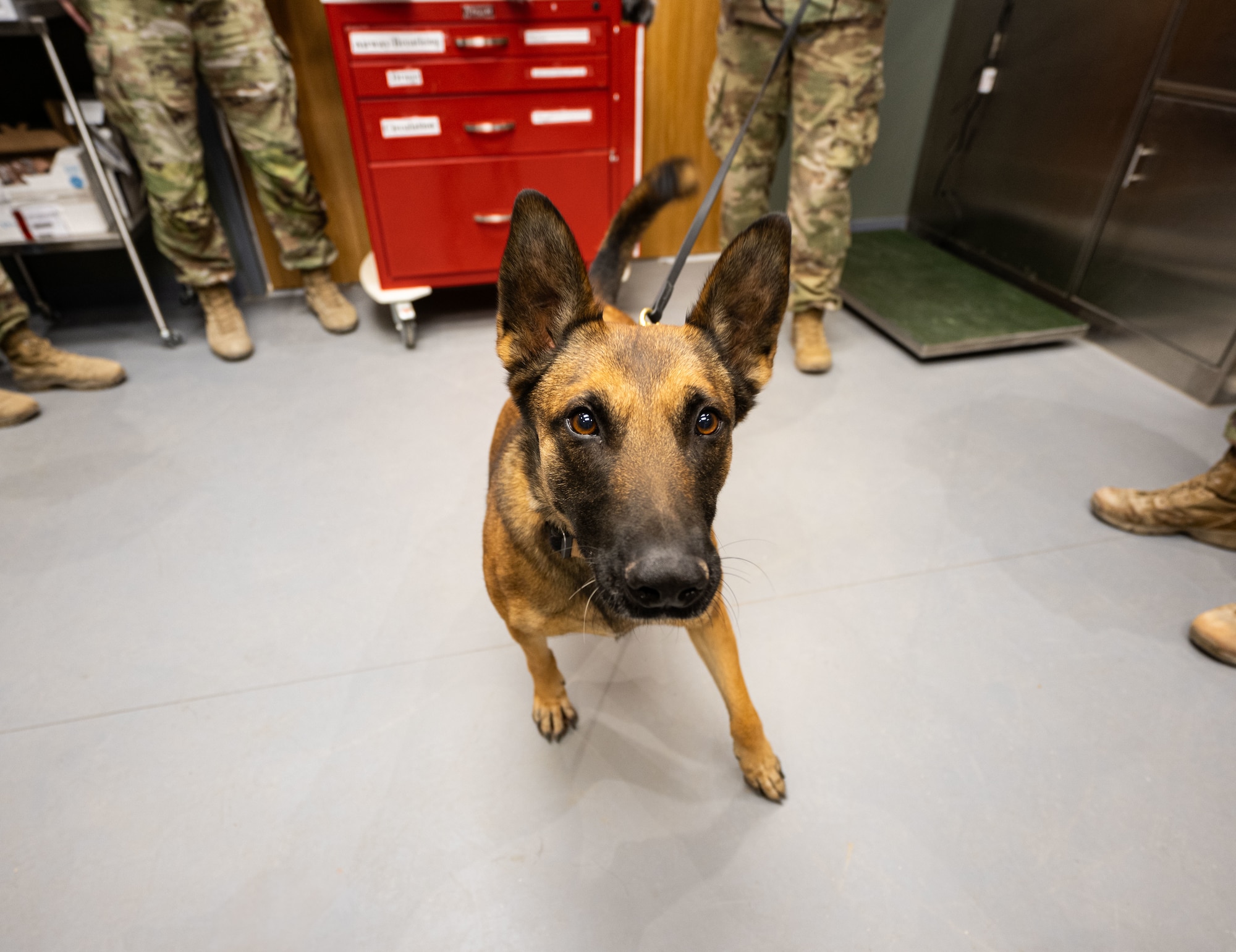 U.S. Air Force Military Working Dog Fany, 332nd Expeditionary Security Forces Squadron MWD, executes a command in the U.S. Central Command area of responsibility Nov. 20, 2025.