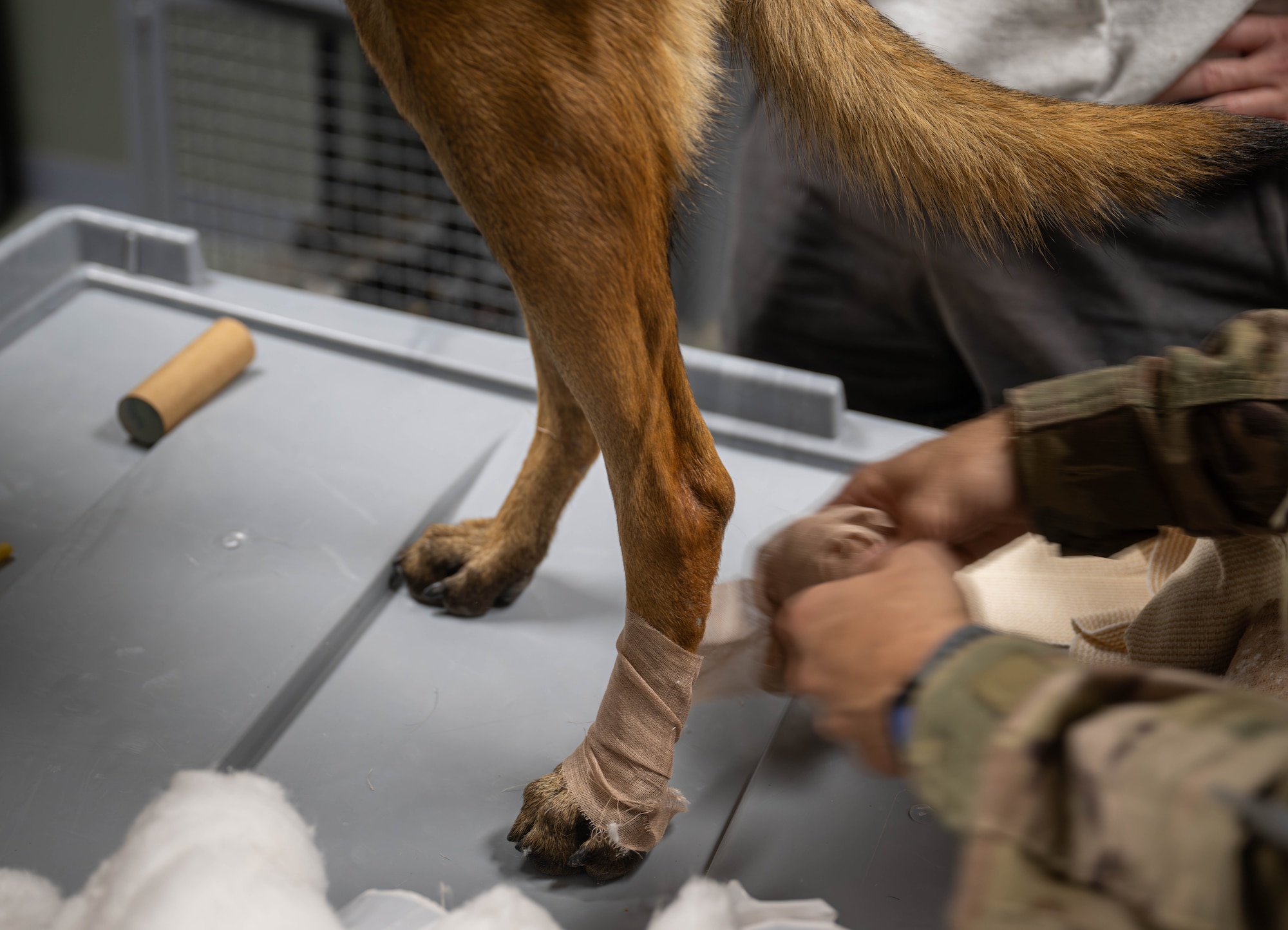 U.S. Air Force Tech. Sgt. Wesley Danforth, 332nd Expeditionary Medical Squadron paramedic, wraps a bandage around Military Working Dog IInez’s hind leg in the U.S. Central Command area of responsibility, Nov. 20, 2025.