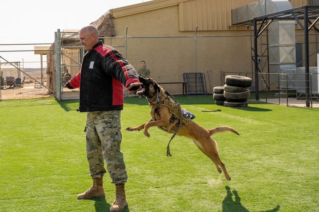 U.S. Air Force military working dog, Iinez, bites Col. Randy Combs, 332nd Expeditionary Air Base Group commander, in the U.S. Central Command area of responsibility, Nov. 13, 2025. The EABG leadership toured the 332nd Expeditionary Security Forces Squadron K9 facilities and capped it off with a volunteer-only demonstration in a bite suit. (U.S. Air Force photo by Senior Airman Kari Degraffenreed)