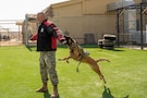 U.S. Air Force military working dog, Iinez, bites Col. Randy Combs, 332nd Expeditionary Air Base Group commander, in the U.S. Central Command area of responsibility, Nov. 13, 2025. The EABG leadership toured the 332nd Expeditionary Security Forces Squadron K9 facilities and capped it off with a volunteer-only demonstration in a bite suit. (U.S. Air Force photo by Senior Airman Kari Degraffenreed)