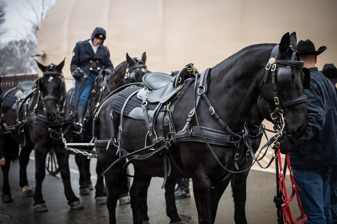 Horses moved into stables