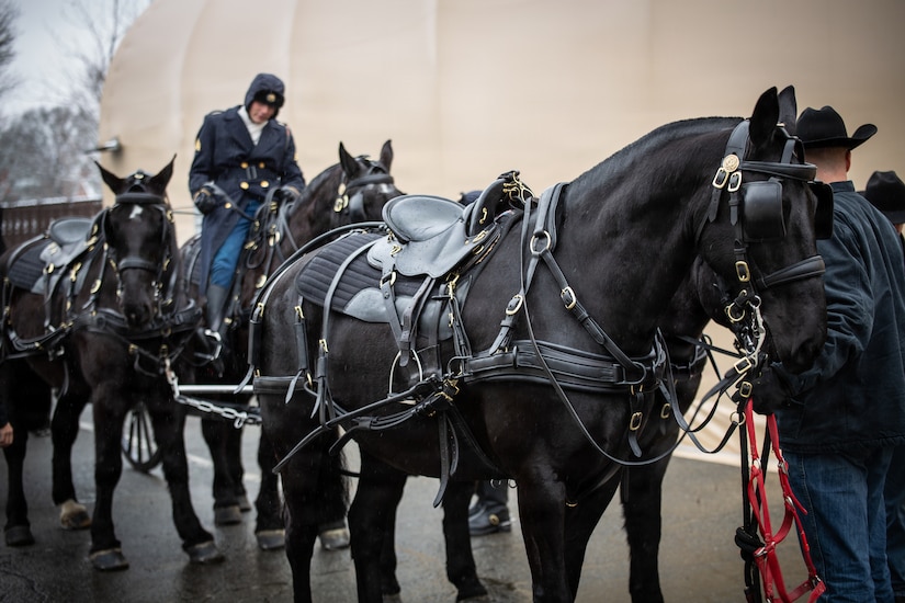 Horses moved into stables