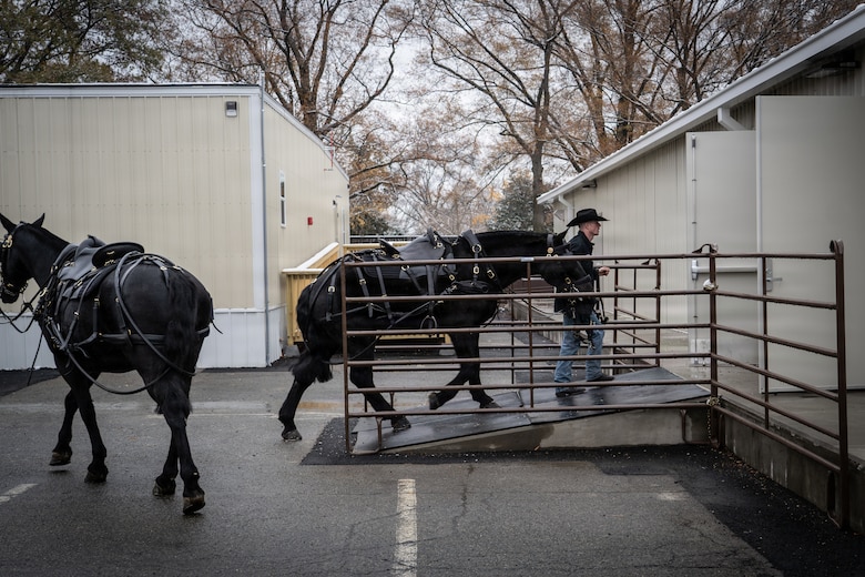Horses moved into stables