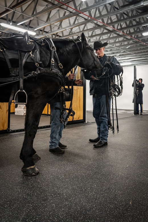 A large black horse stands in the foreground while its handler stands at a distance, wearing a black cowboy hat.