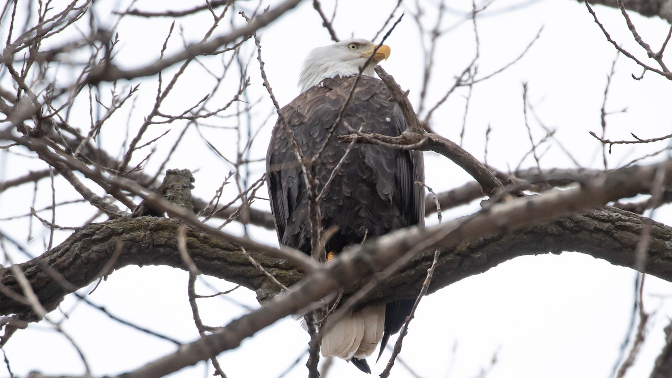 A bald eagle sits perched in a tree.
