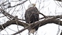 A bald eagle sits perched in a tree.
